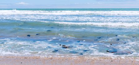 Turtle nesting beach in the Ningo-Prampram