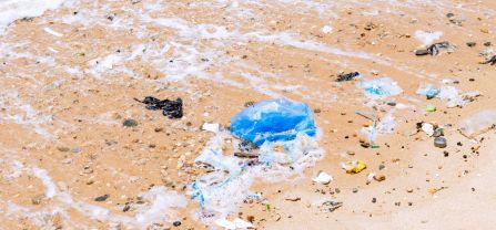 Turtle nesting beach in the Ningo-Prampram