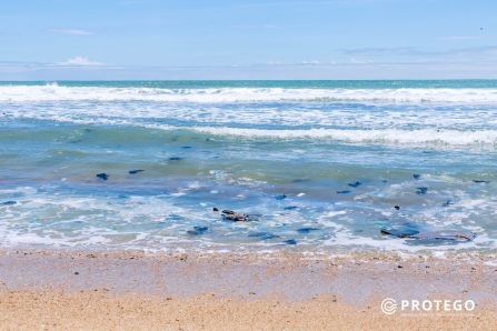 Turtle nesting beach in the Ningo-Prampram
